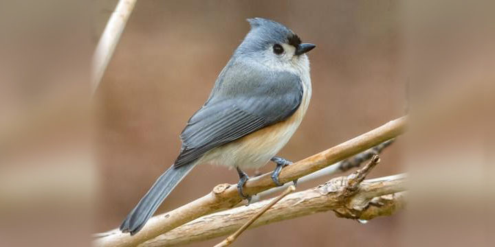 Tufted Titmouse