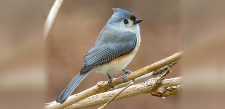 Tufted Titmouse