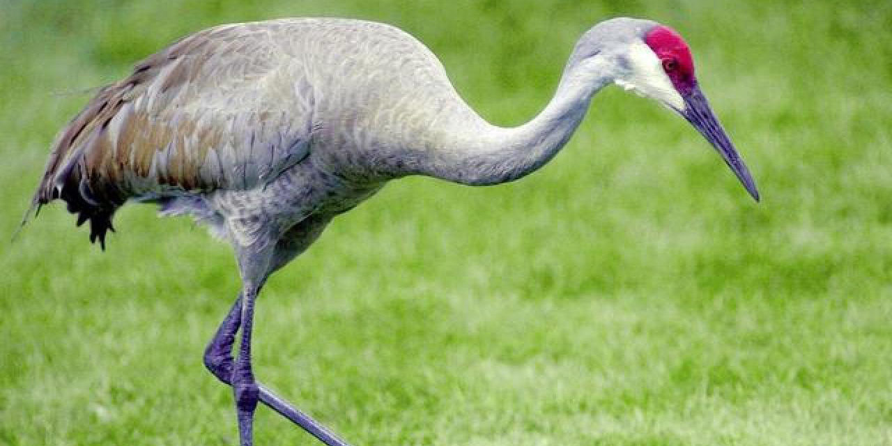 Bird of The Week: Sandhill Crane – Kern Audubon Society