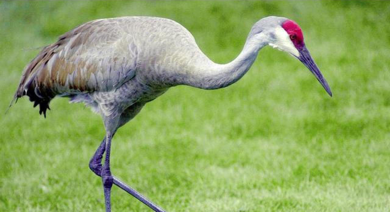 sandhill crane