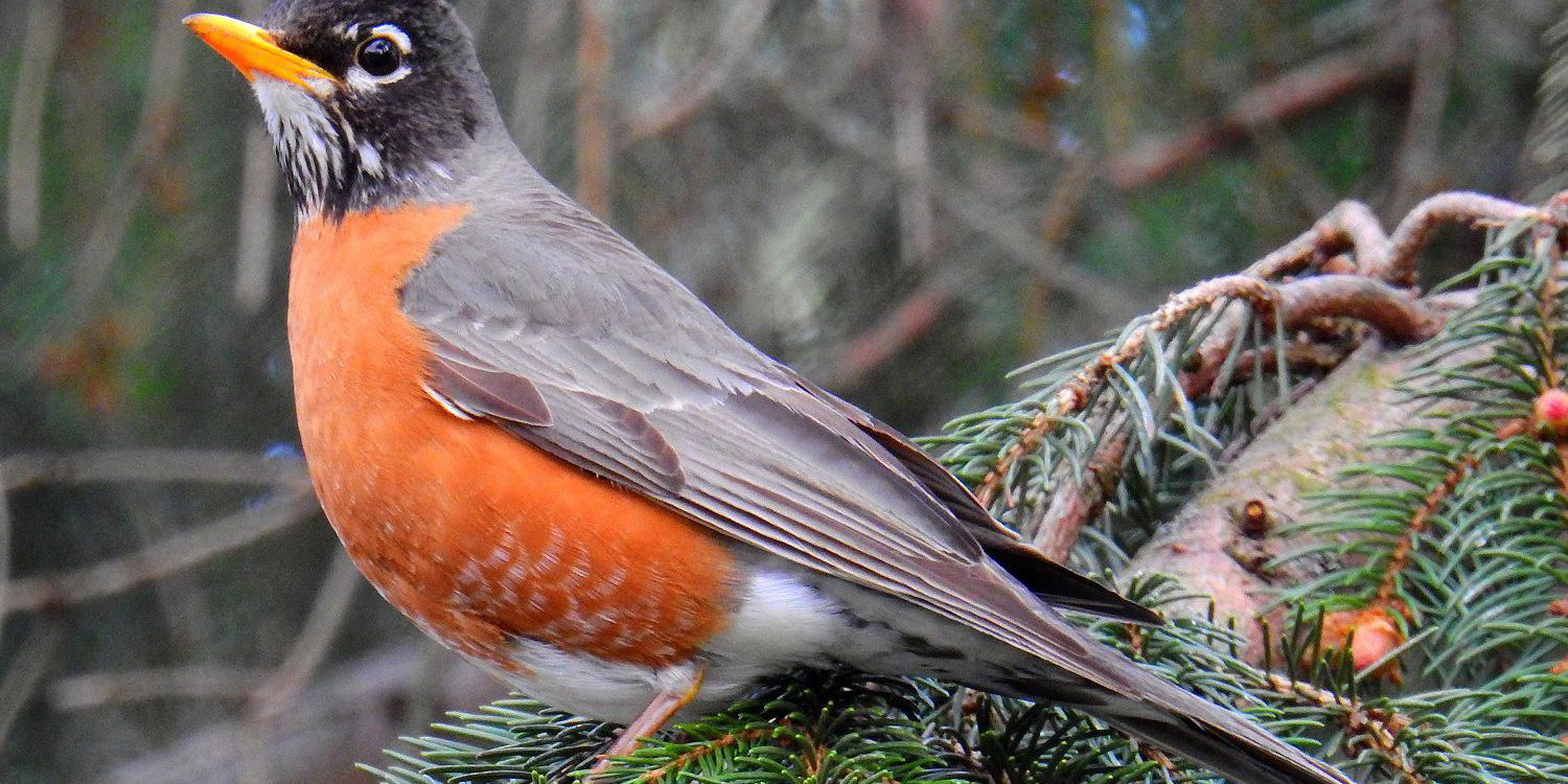 American Robin