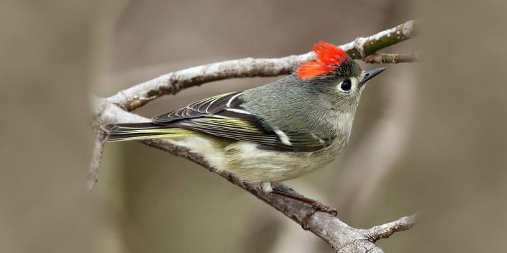 Ruby-crowned Kinglet