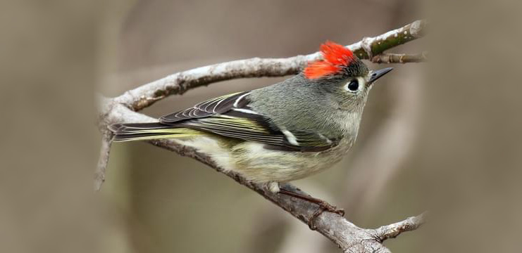 Ruby-crowned Kinglet