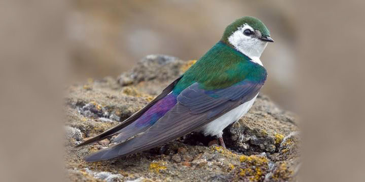 Violet-green Swallow