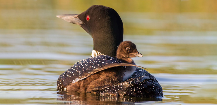 Common Loon