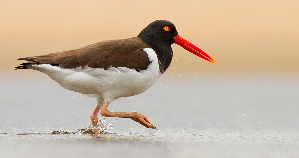 American Oystercatcher