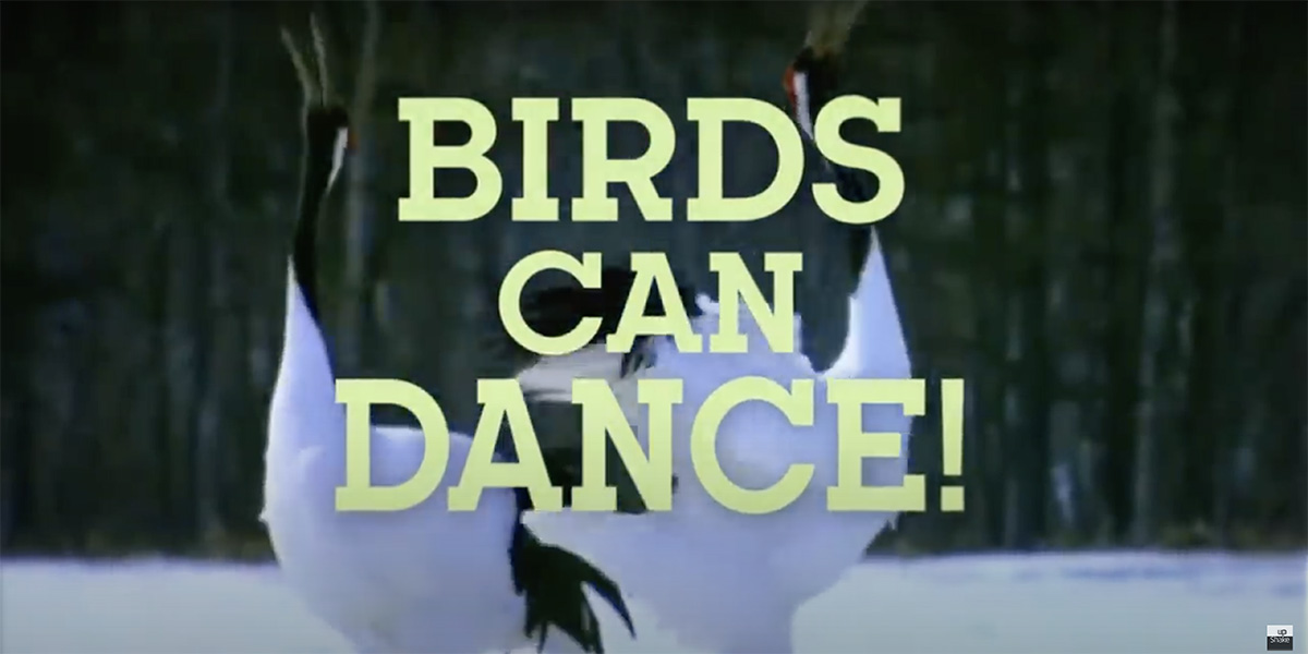 Birds Can Dance
