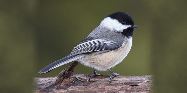 Black-capped Chickadee