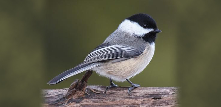 Black-capped Chickadee