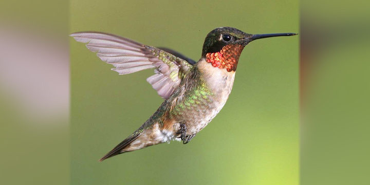Ruby-throated_Hummingbird-wide Ruby-throated Hummingbird