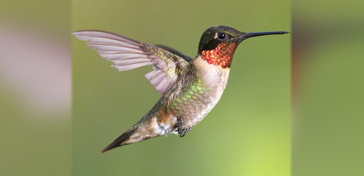 Ruby-throated Hummingbird