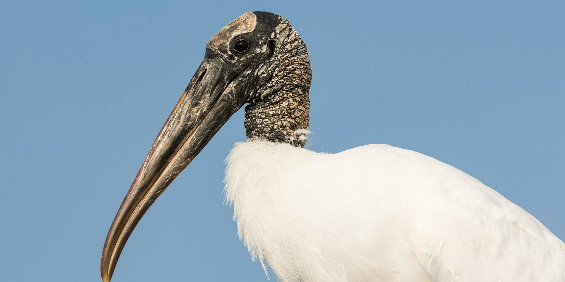 Wood stork