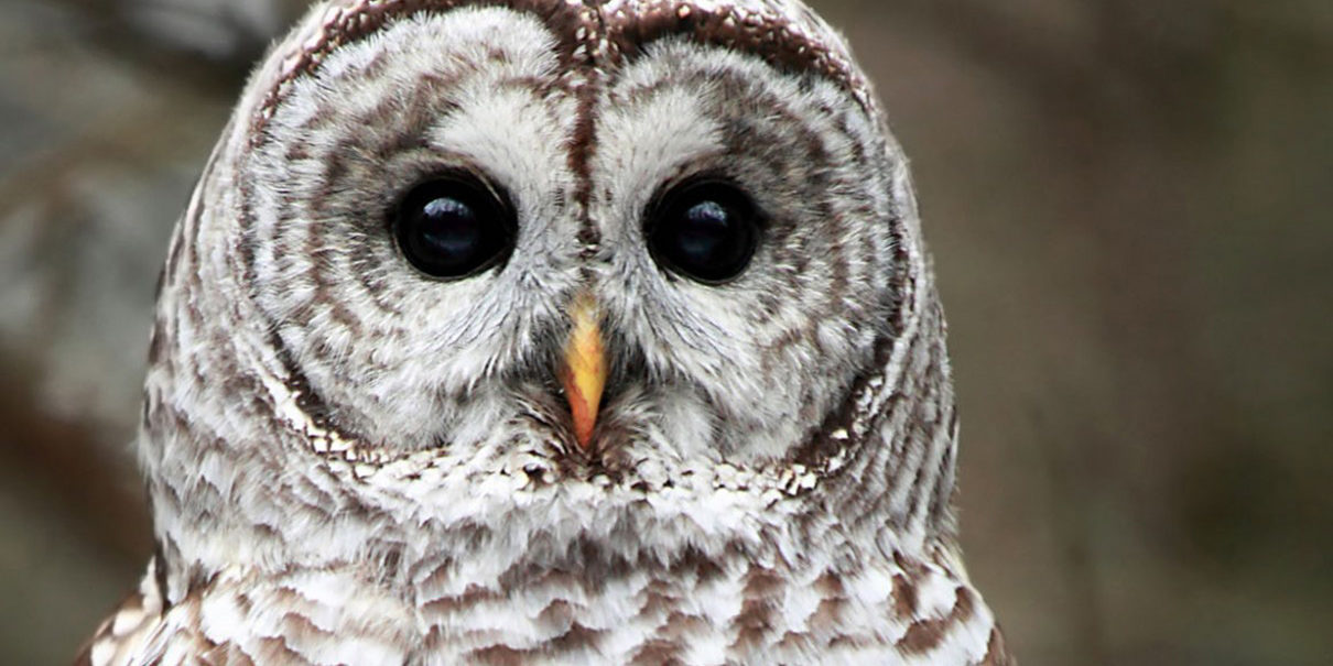 Barred Owl