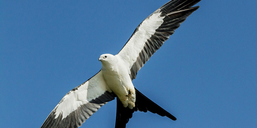 Swallow-tailed Kite