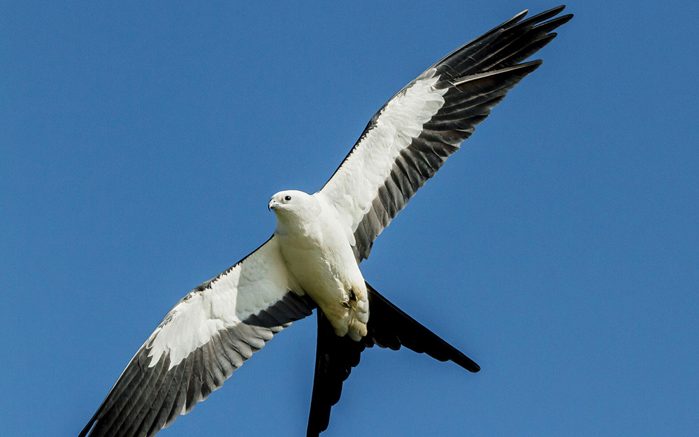 Swallow-tailed Kite