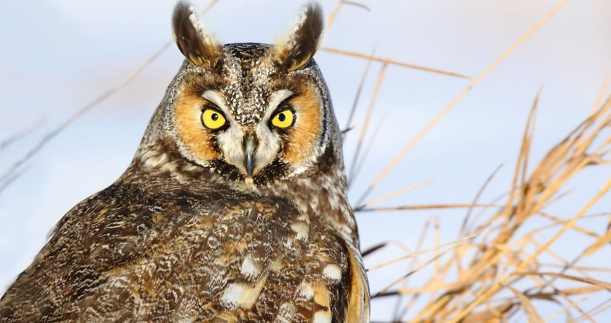 Long Eared Owl