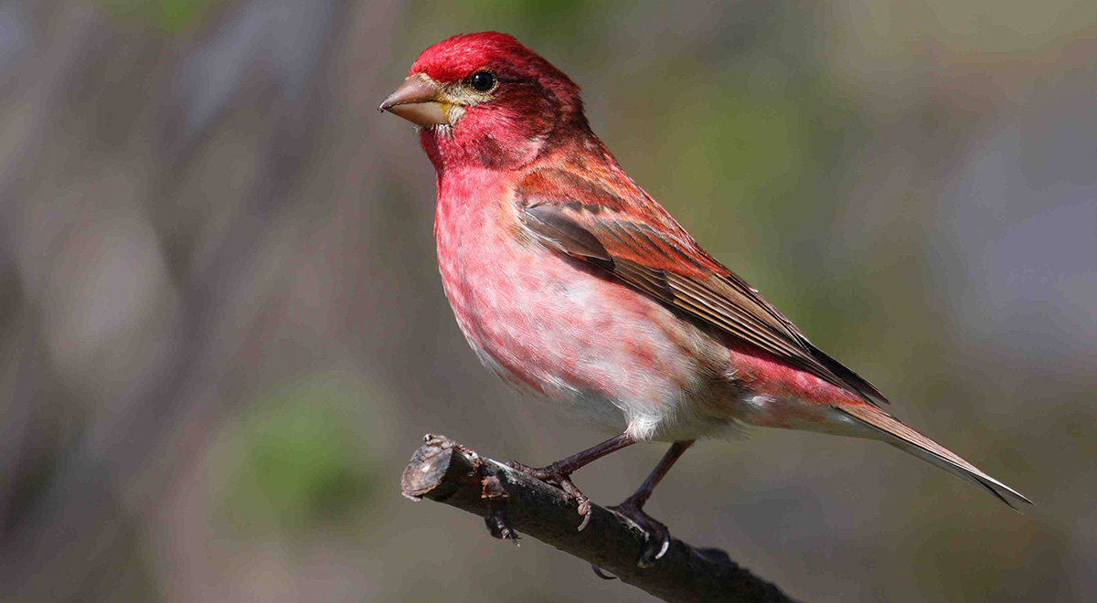 Purple Finch