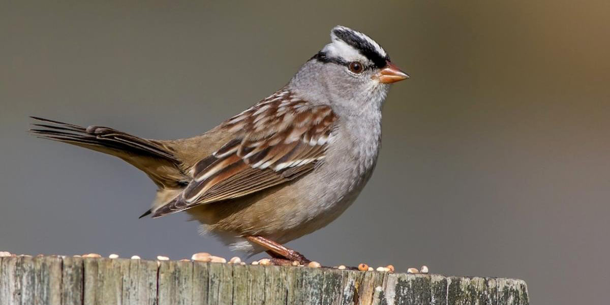 White-crowned Sparrow
