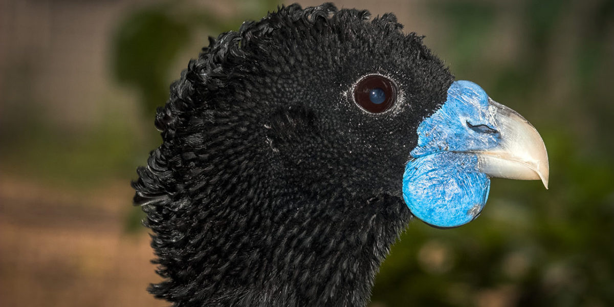 Blue-billed-Curassow-web Blue Billed Curassow