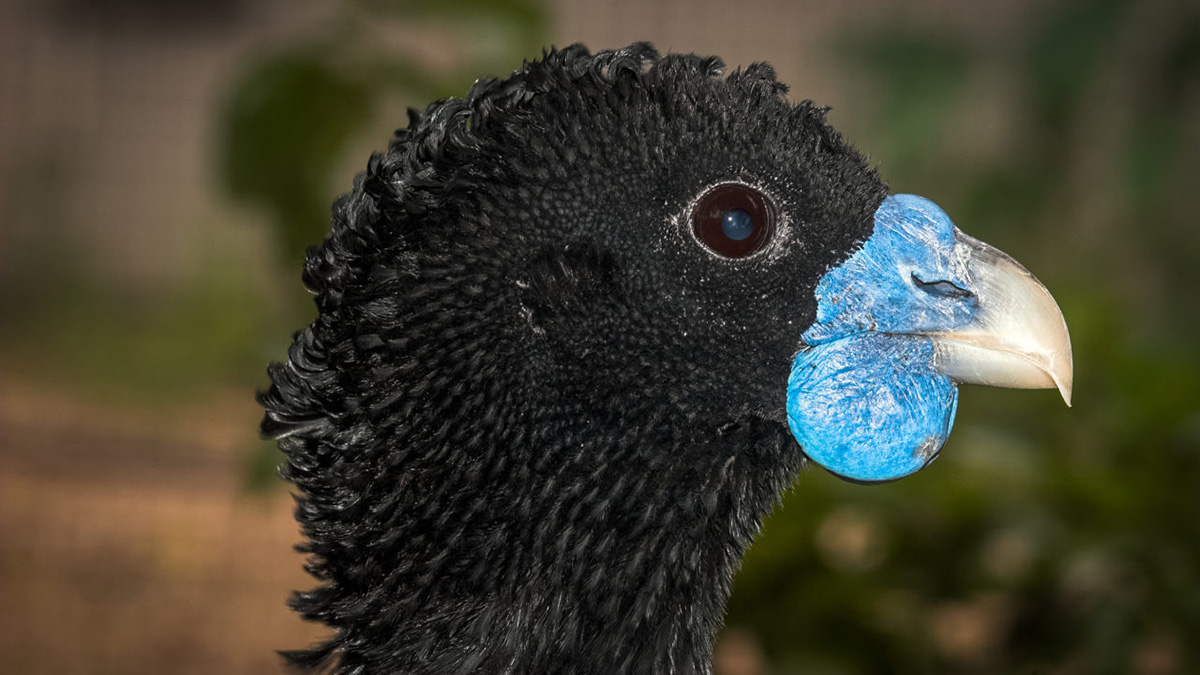 Blue Billed Curassow