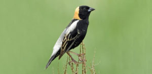 Bobolink