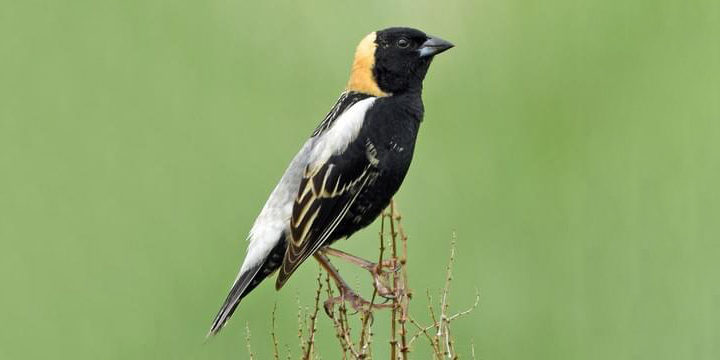 Bobolink-wide Bobolink