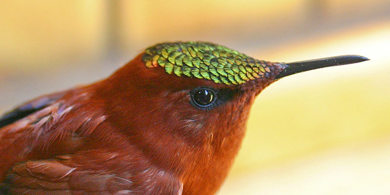 Juan Fernández Firecrown