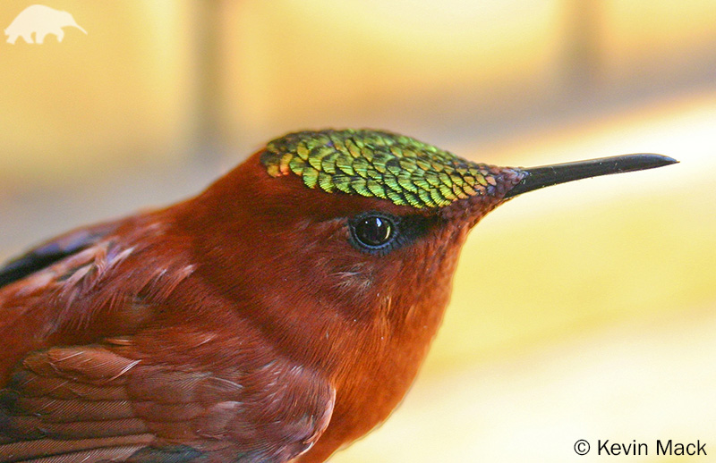 Juan Fernández Firecrown