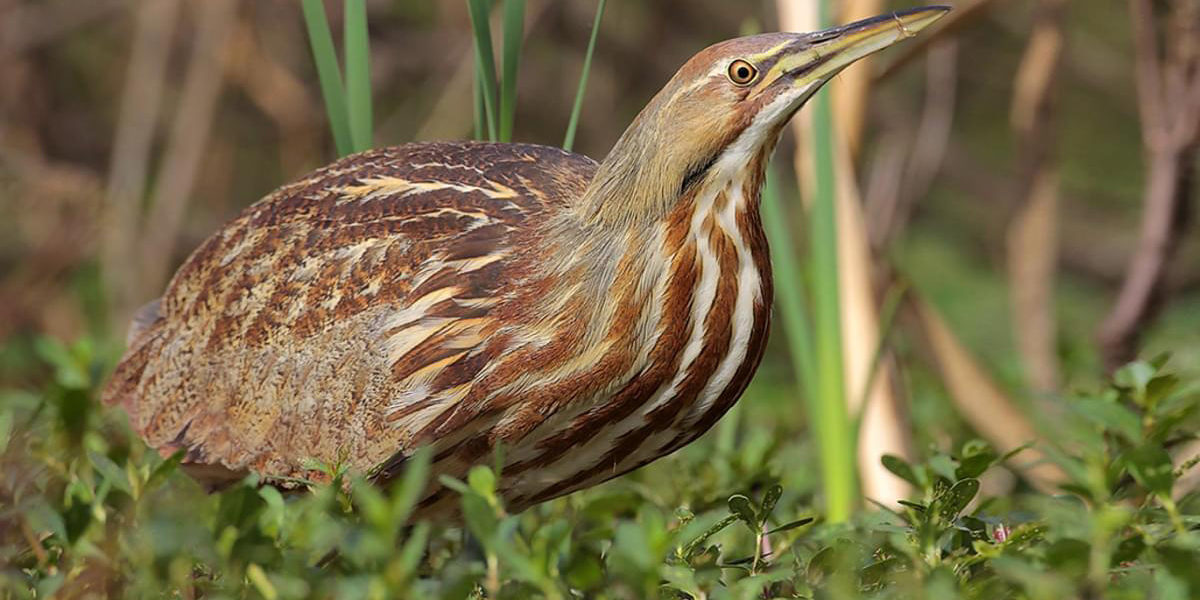 American Bittern