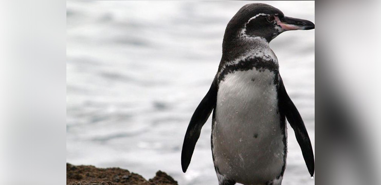 Galapagos Penguin