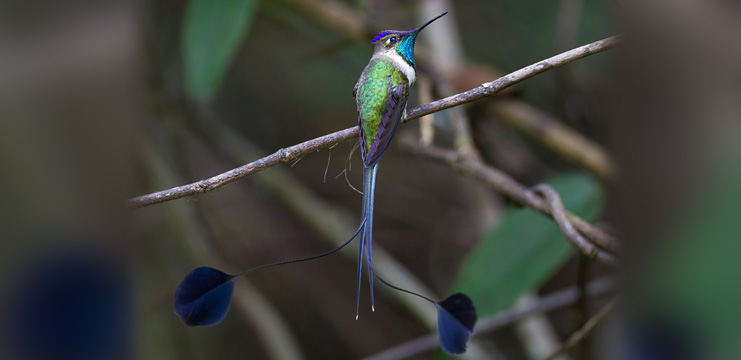 Marvelous Spatuletail