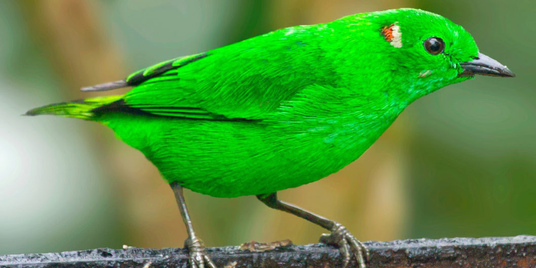 Glistening-green Tanager