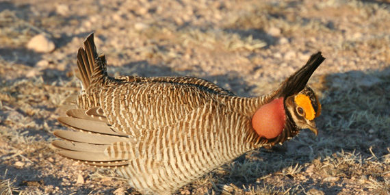 Lesser Prairie-Chicken