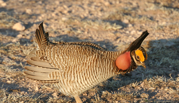 Lesser Prairie-Chicken