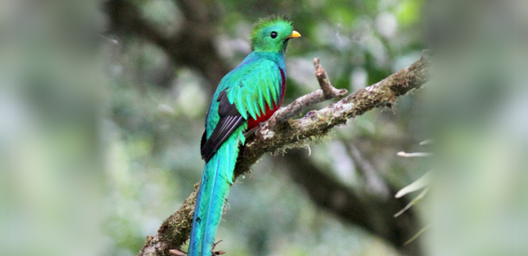 Resplendent Quetzal