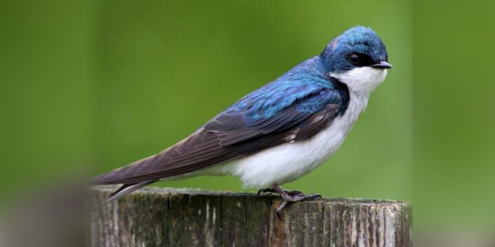 Tree Swallow