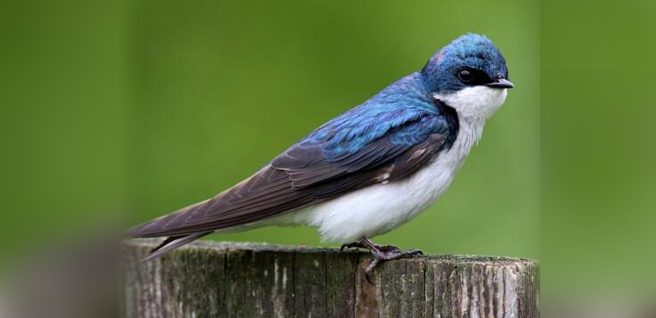 Tree Swallow