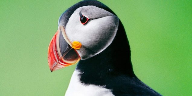 Atlantic Puffin