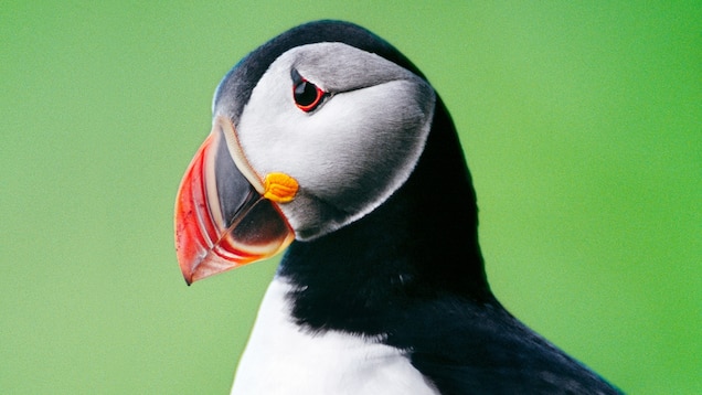 Atlantic Puffin