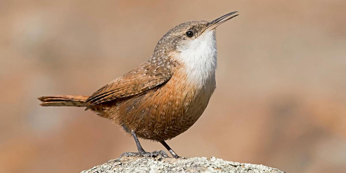 Canyon Wren