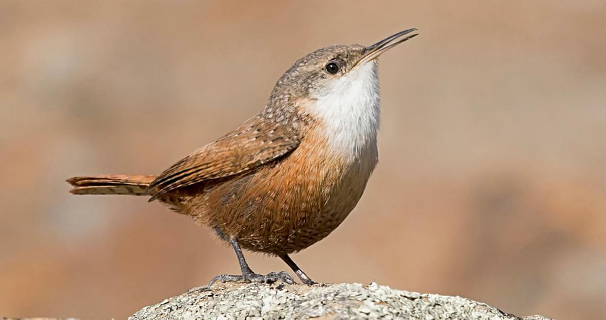 Canyon Wren