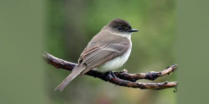 Eastern Phoebe