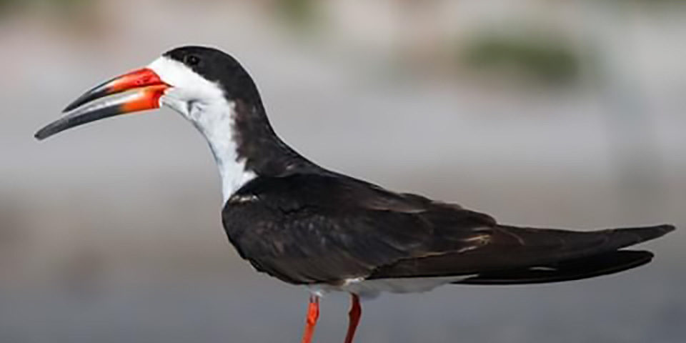 Black Skimmer