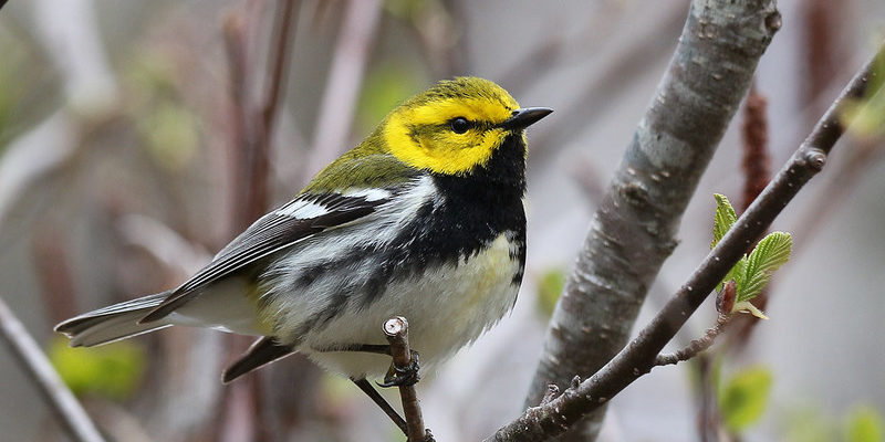 Black-throated Green Warbler