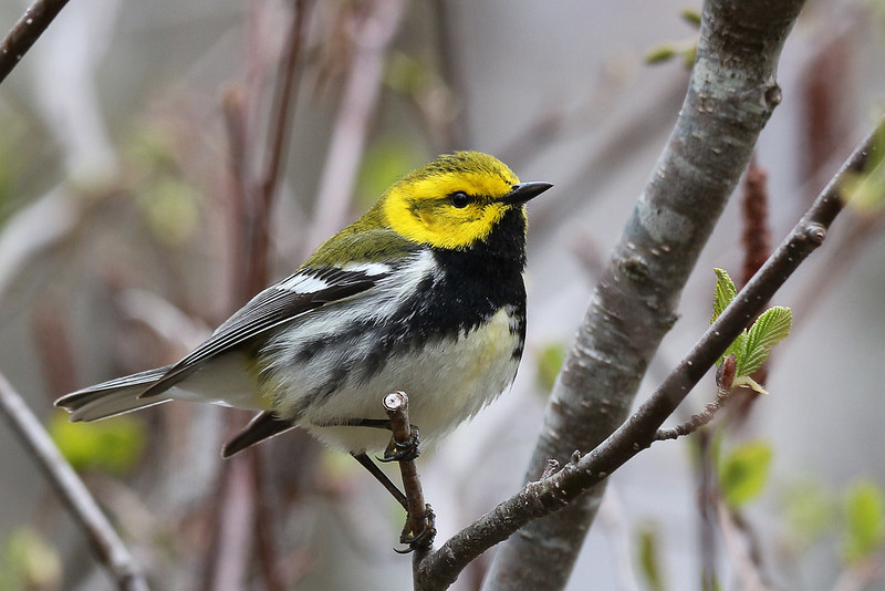 Black-throated Green Warbler