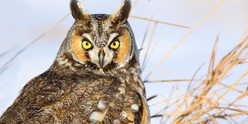 Long-eared Owl