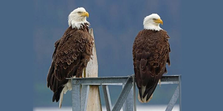 Bald-Eagle-wide Bald Eagle