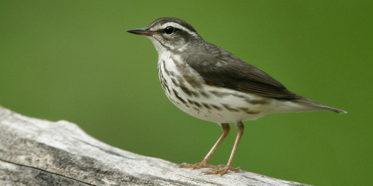 Louisiana Waterthrush