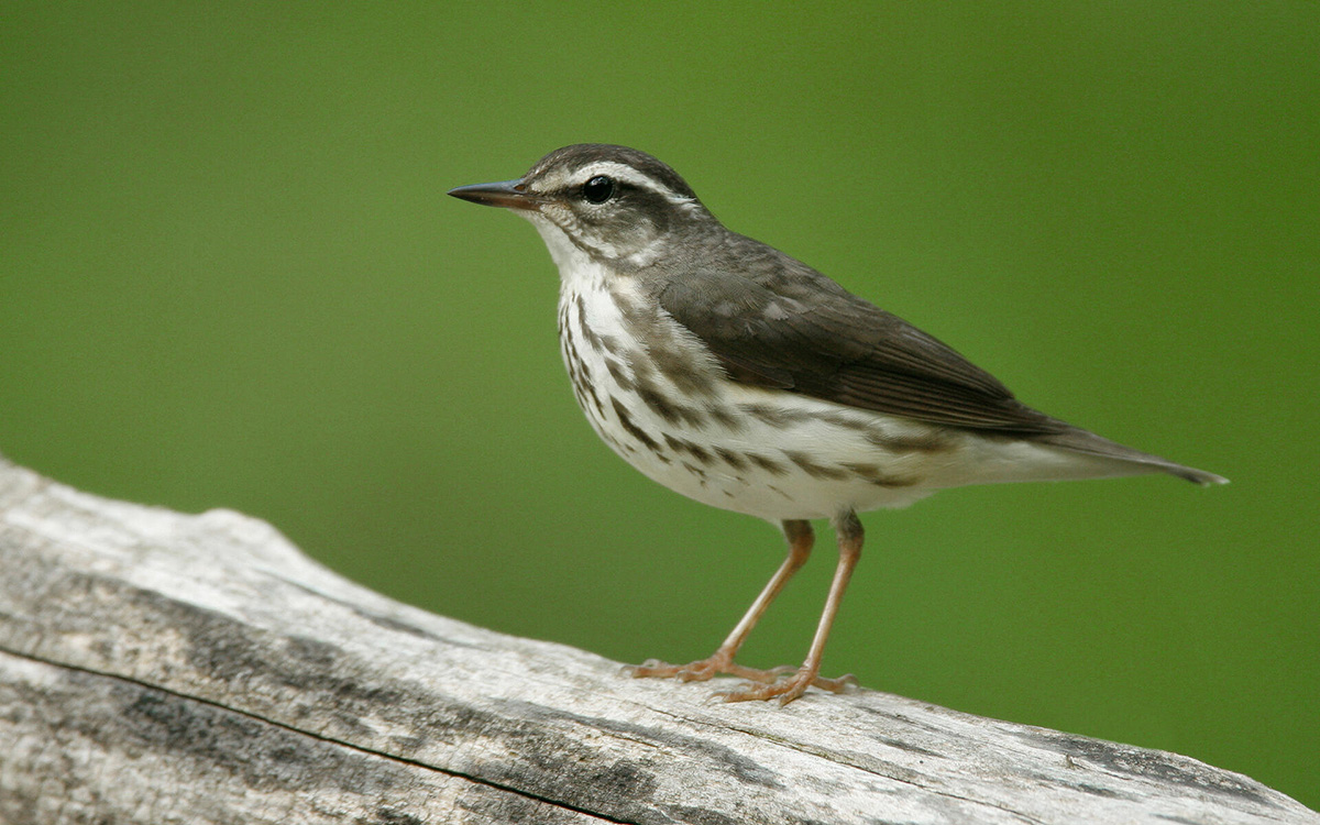 Louisiana Waterthrush