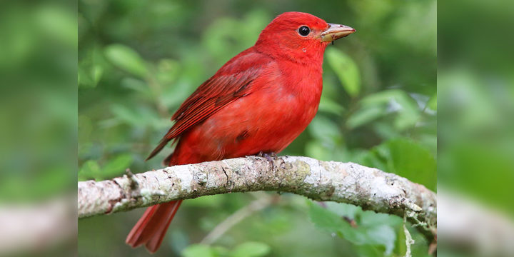 Summer Tanager